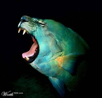 Lion Fish, part of Surf and Turf 4 Land and Sea, crossbred